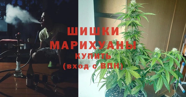 сатива Коряжма